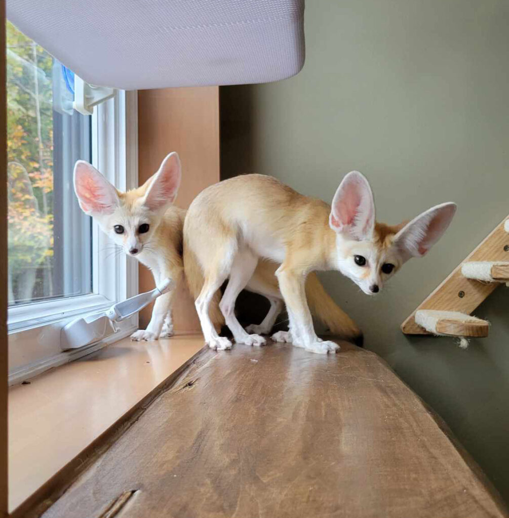 Photo de Forrest et Jenny, les deux fennecs de Fennec Québec.