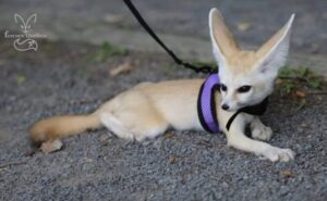 Photo de renard fennec portant un harnais.